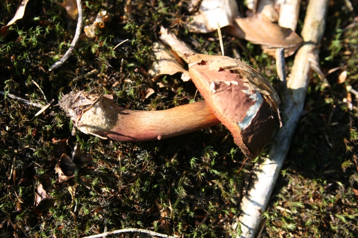 boleti vari dalla Foresta nera! (richiesta id!)